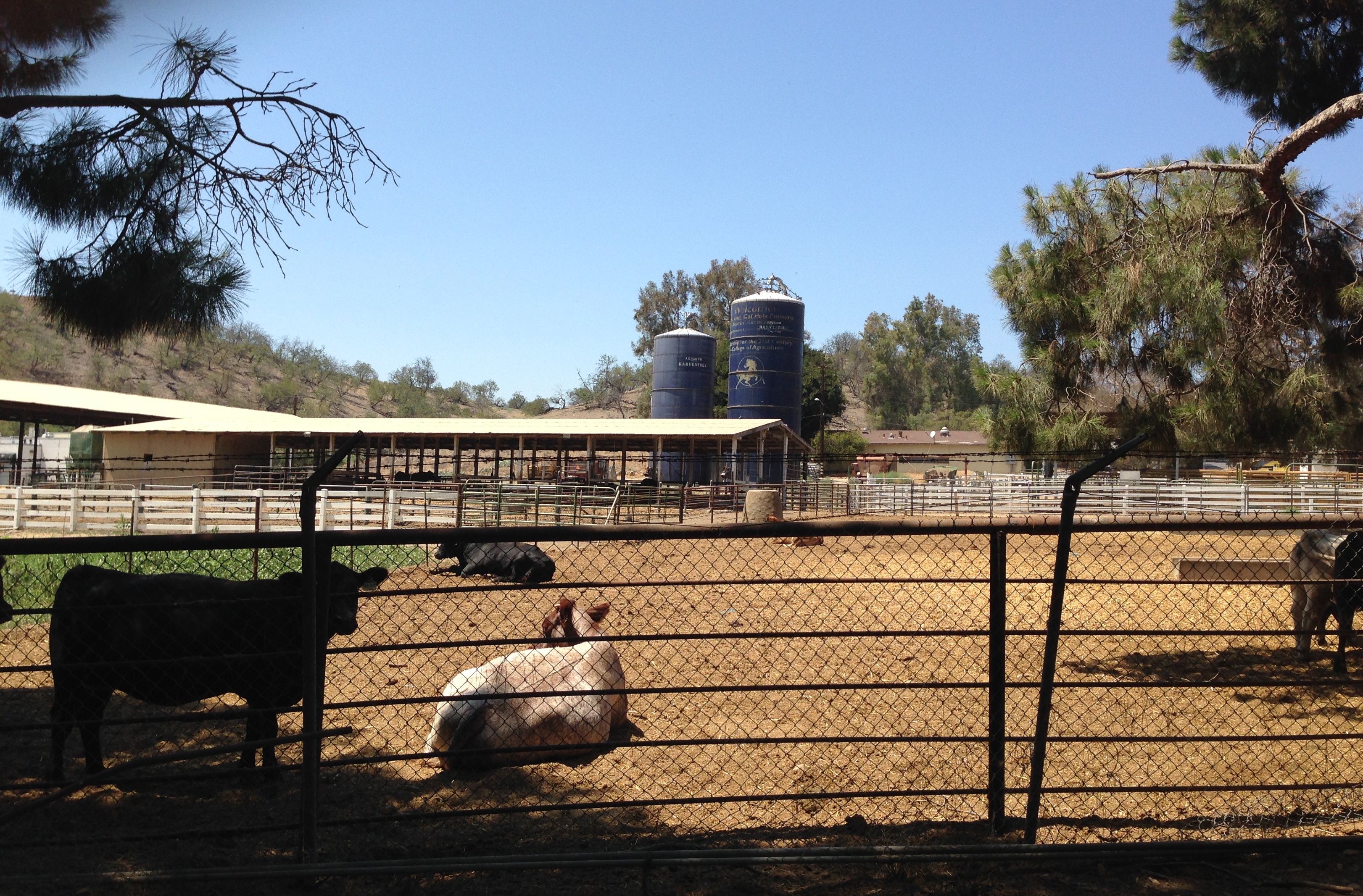 cal poly ag valley