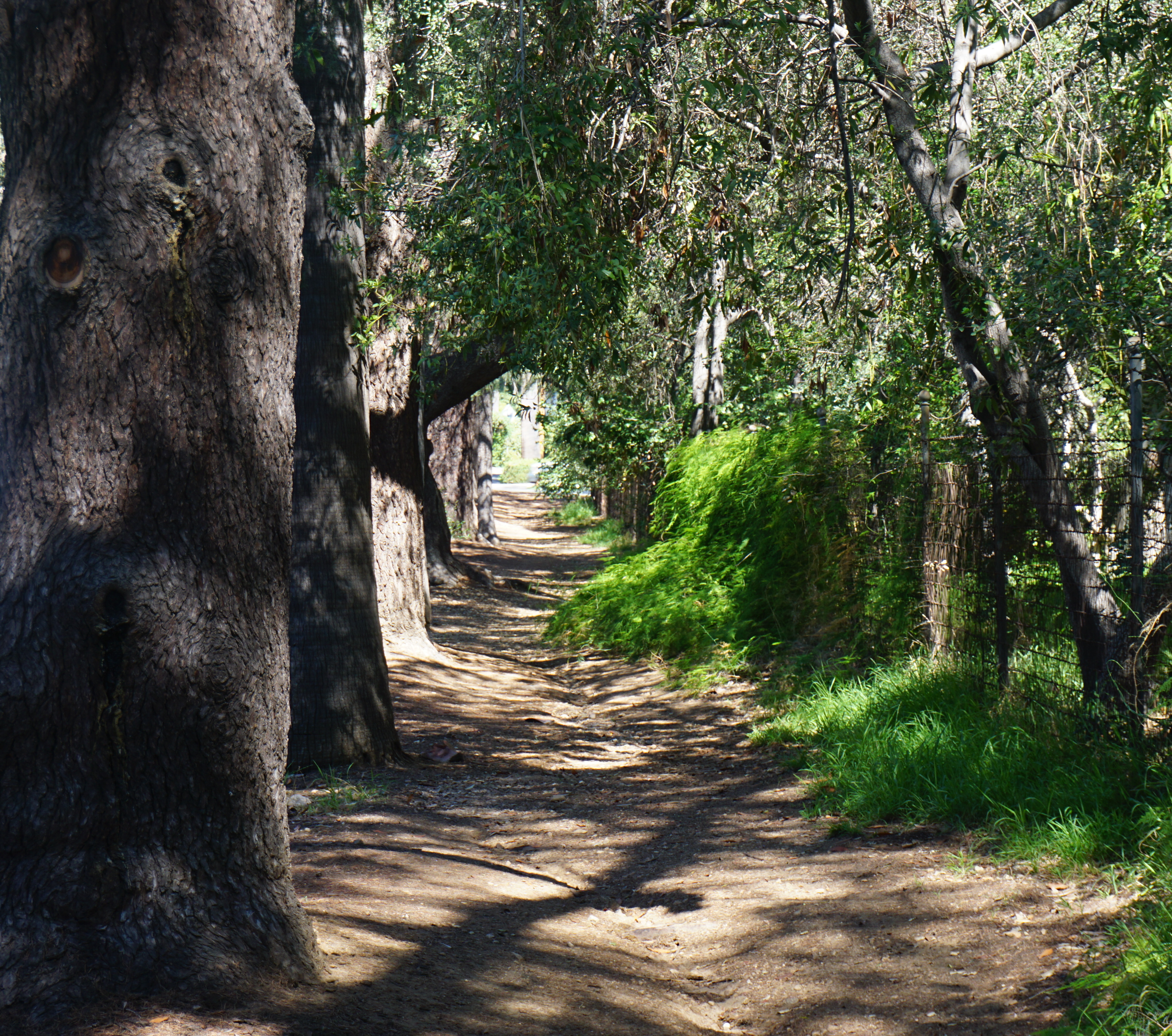 trees