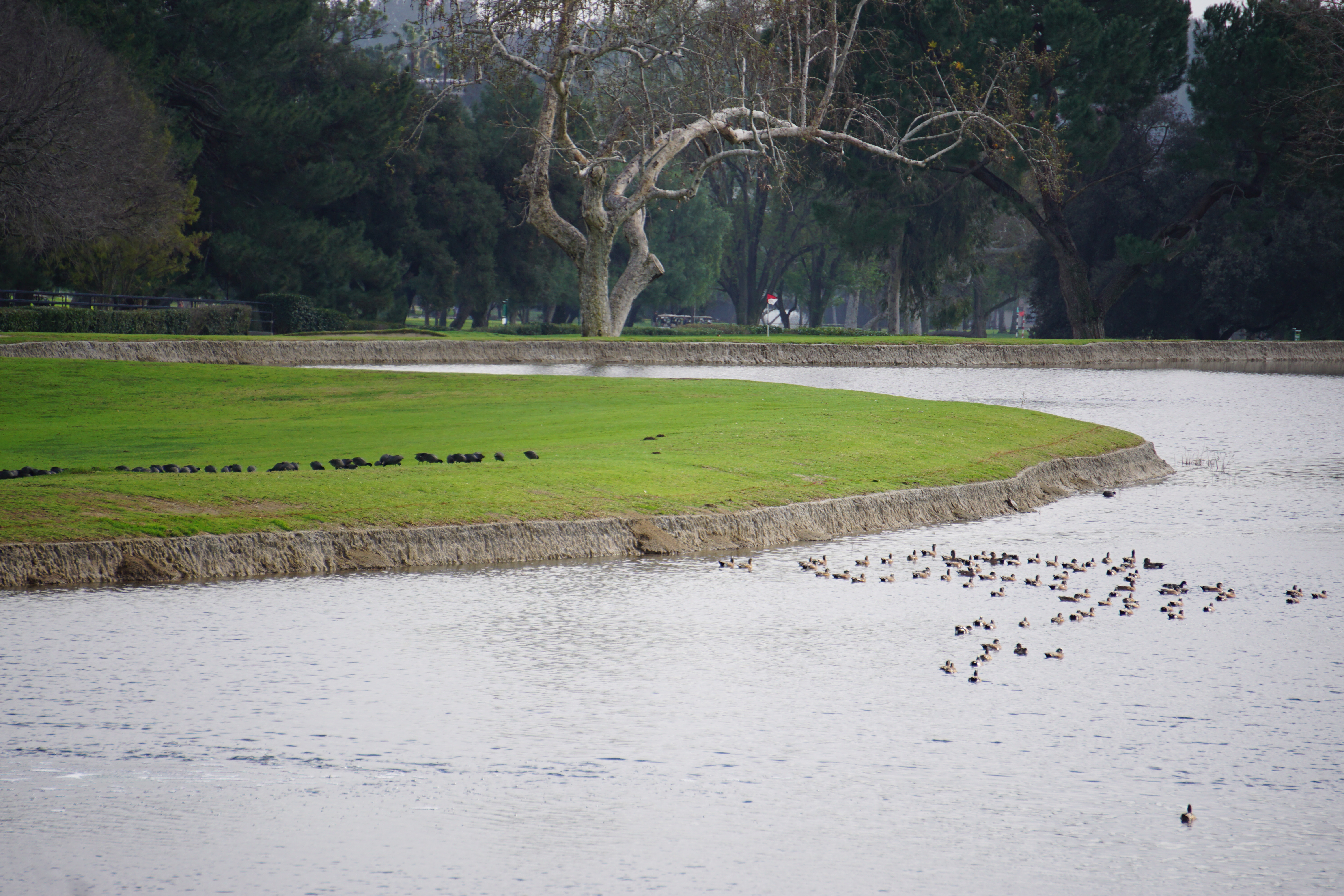 ducks