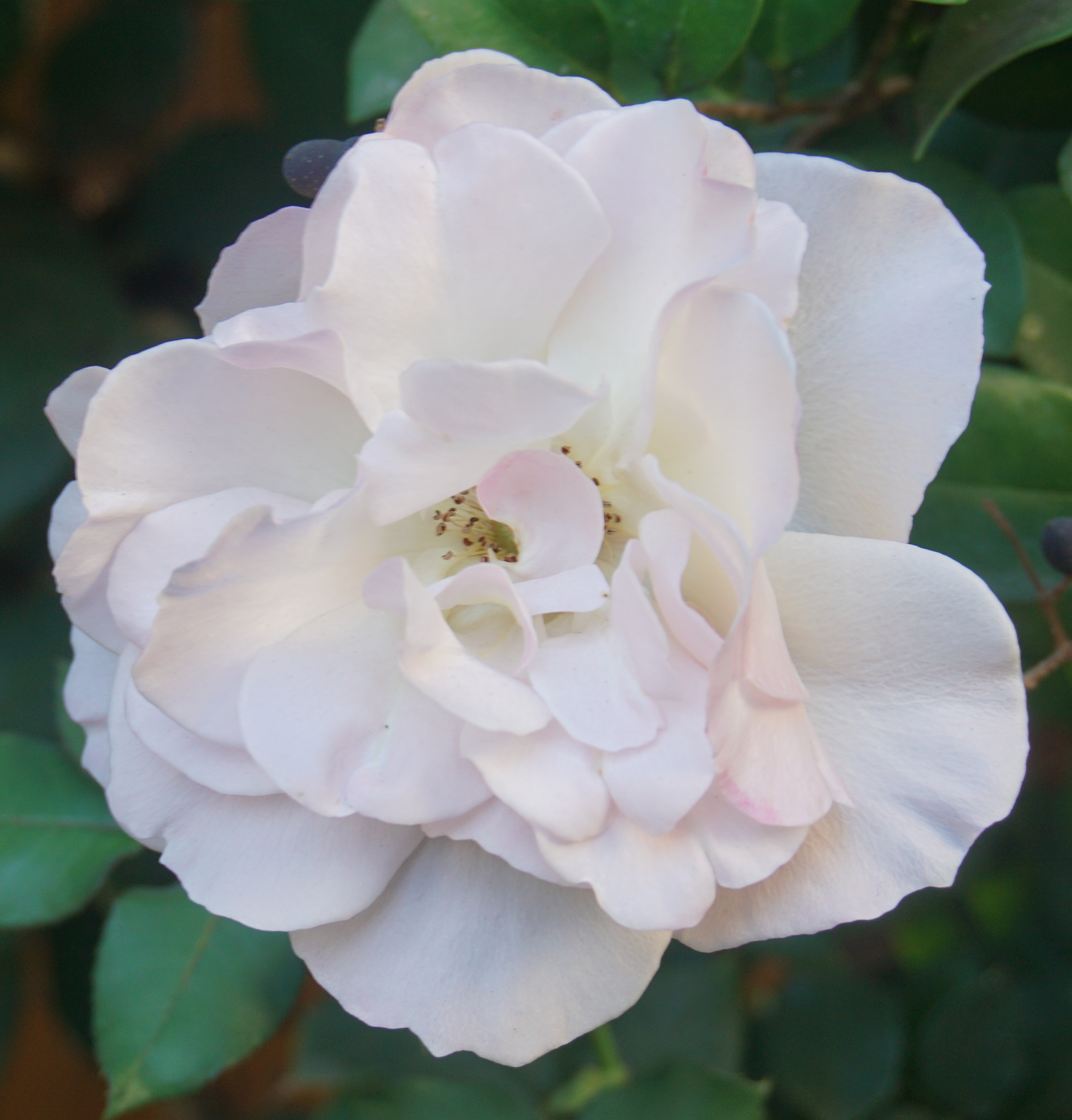 rose