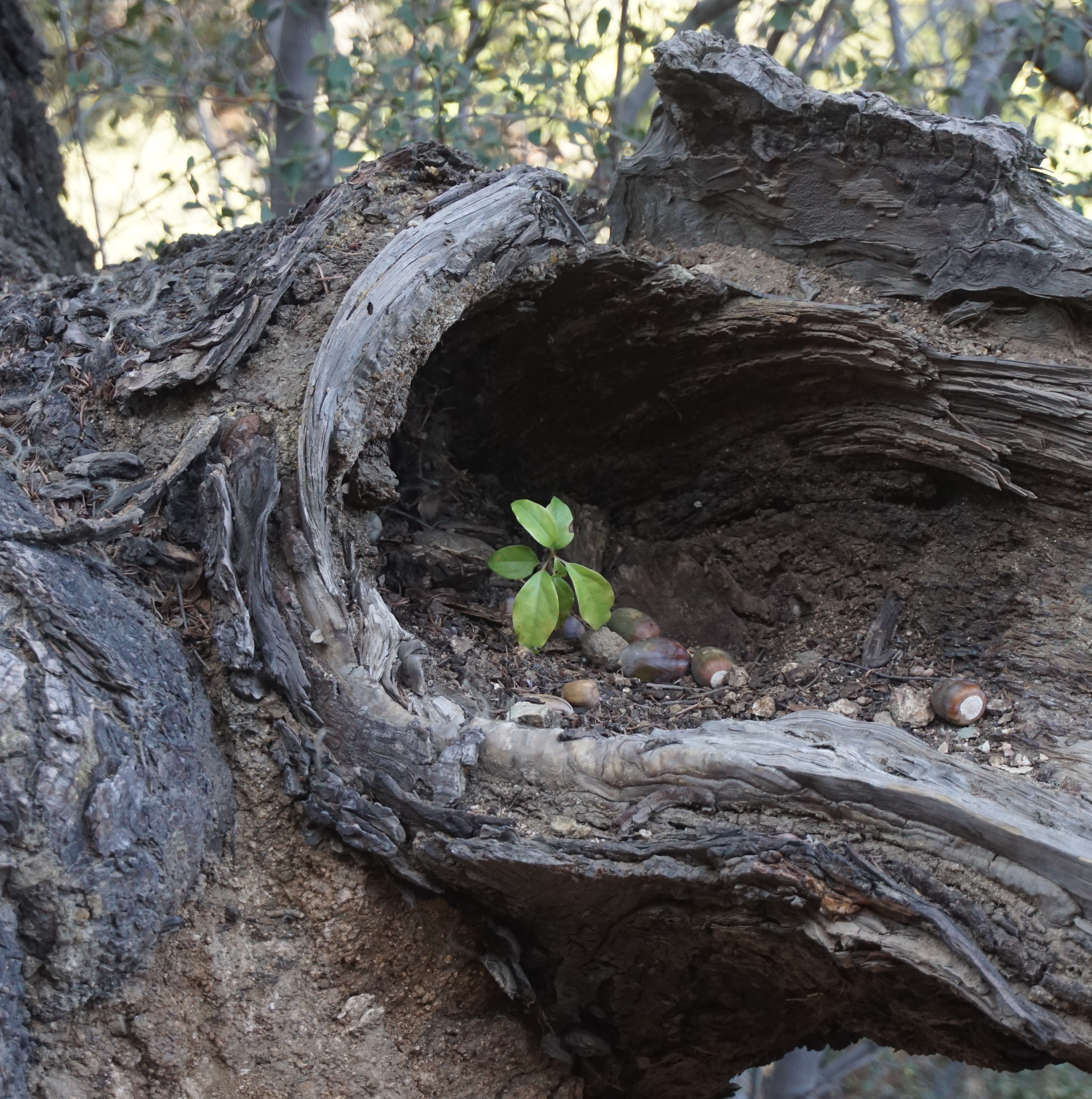 sprout