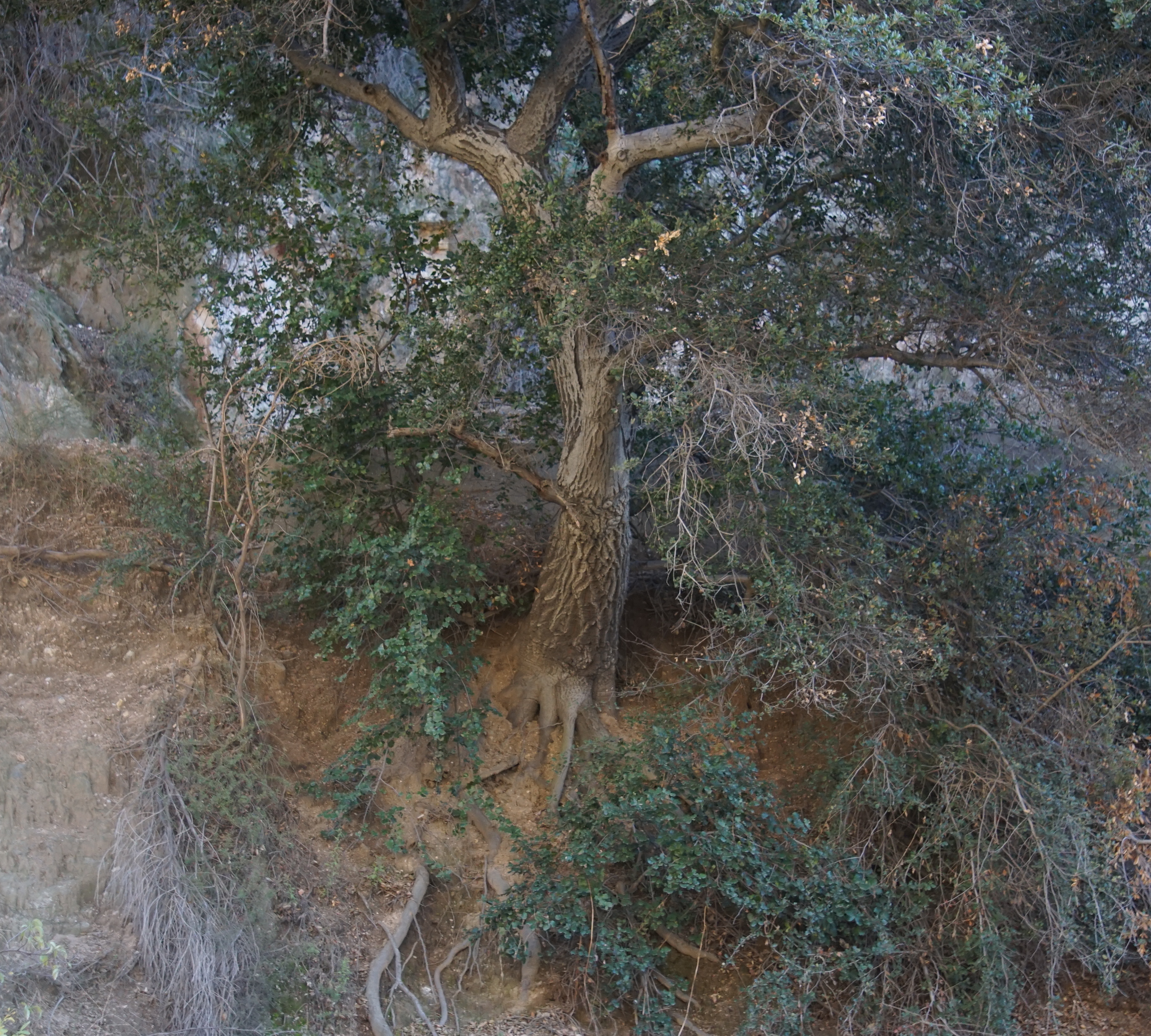 ridge tree