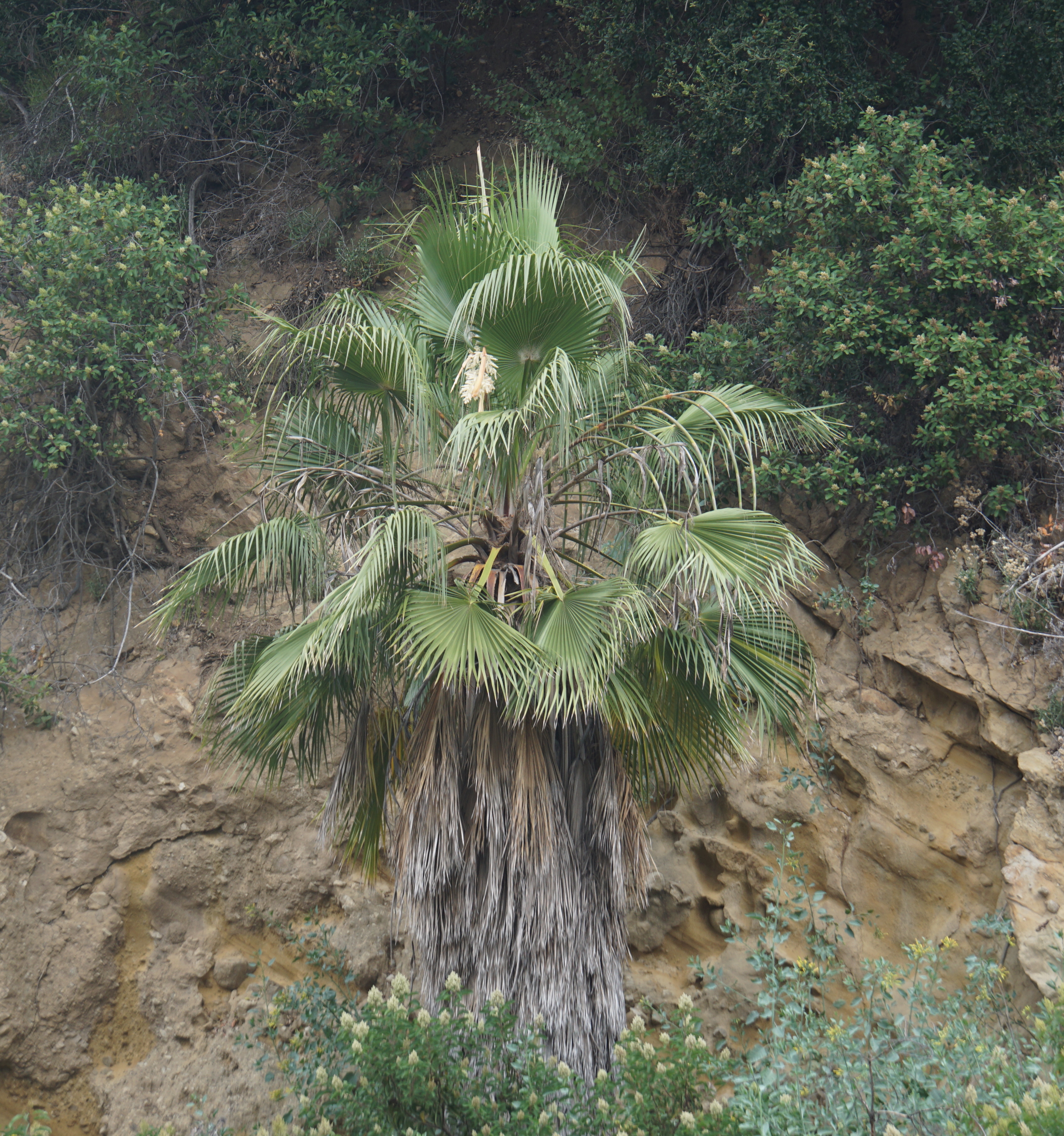green palm