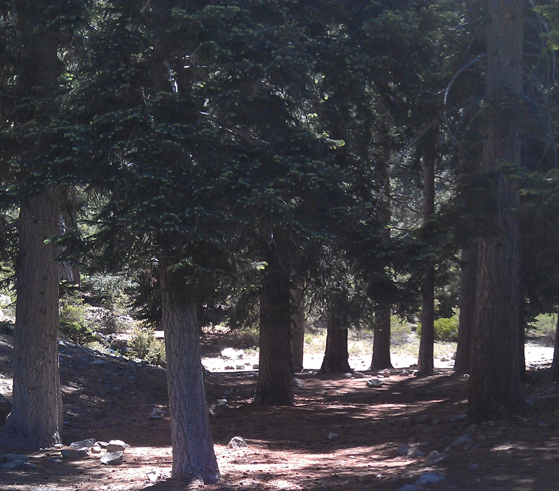 Cedar Glen