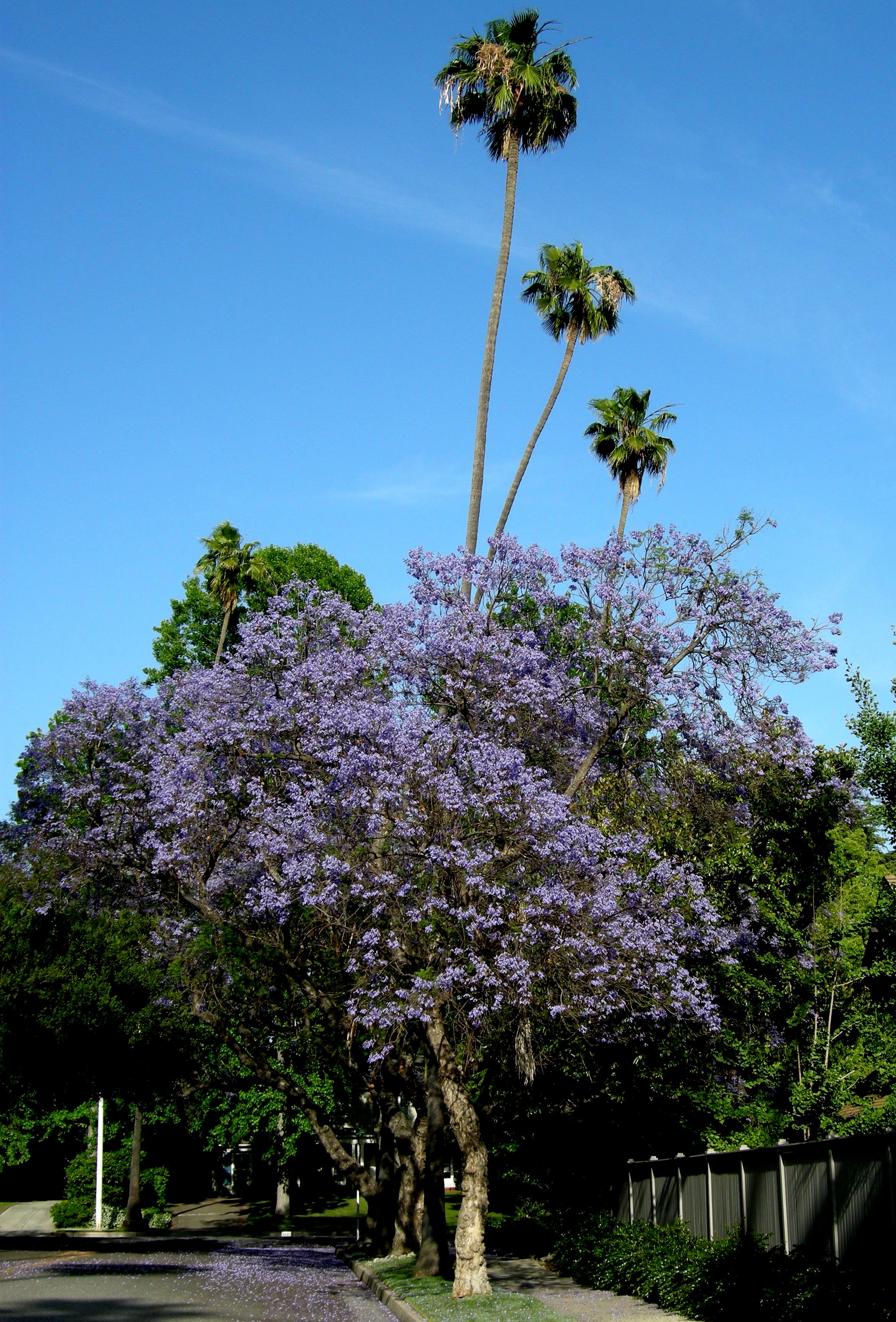 Jacaranda