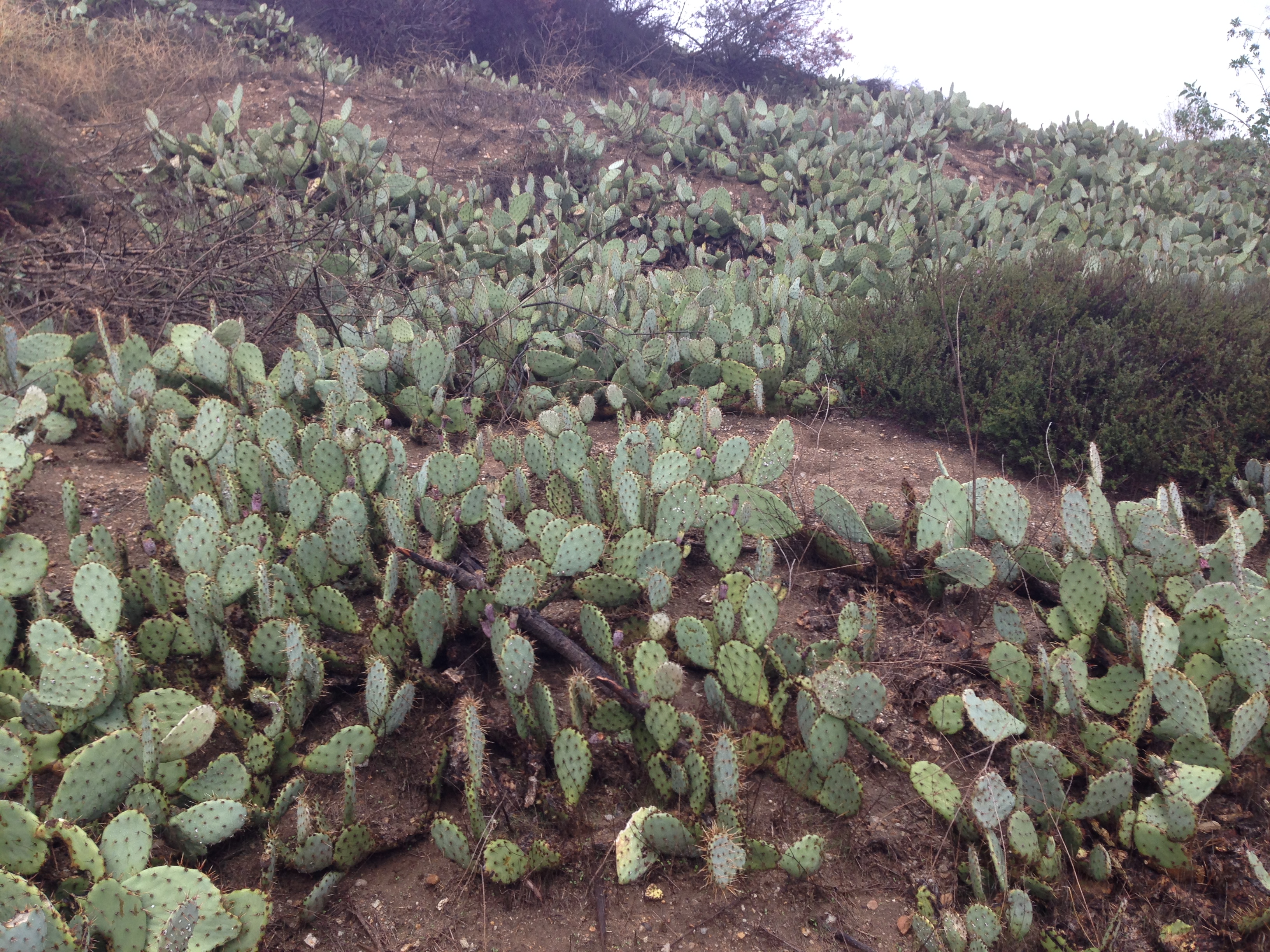 cactus
