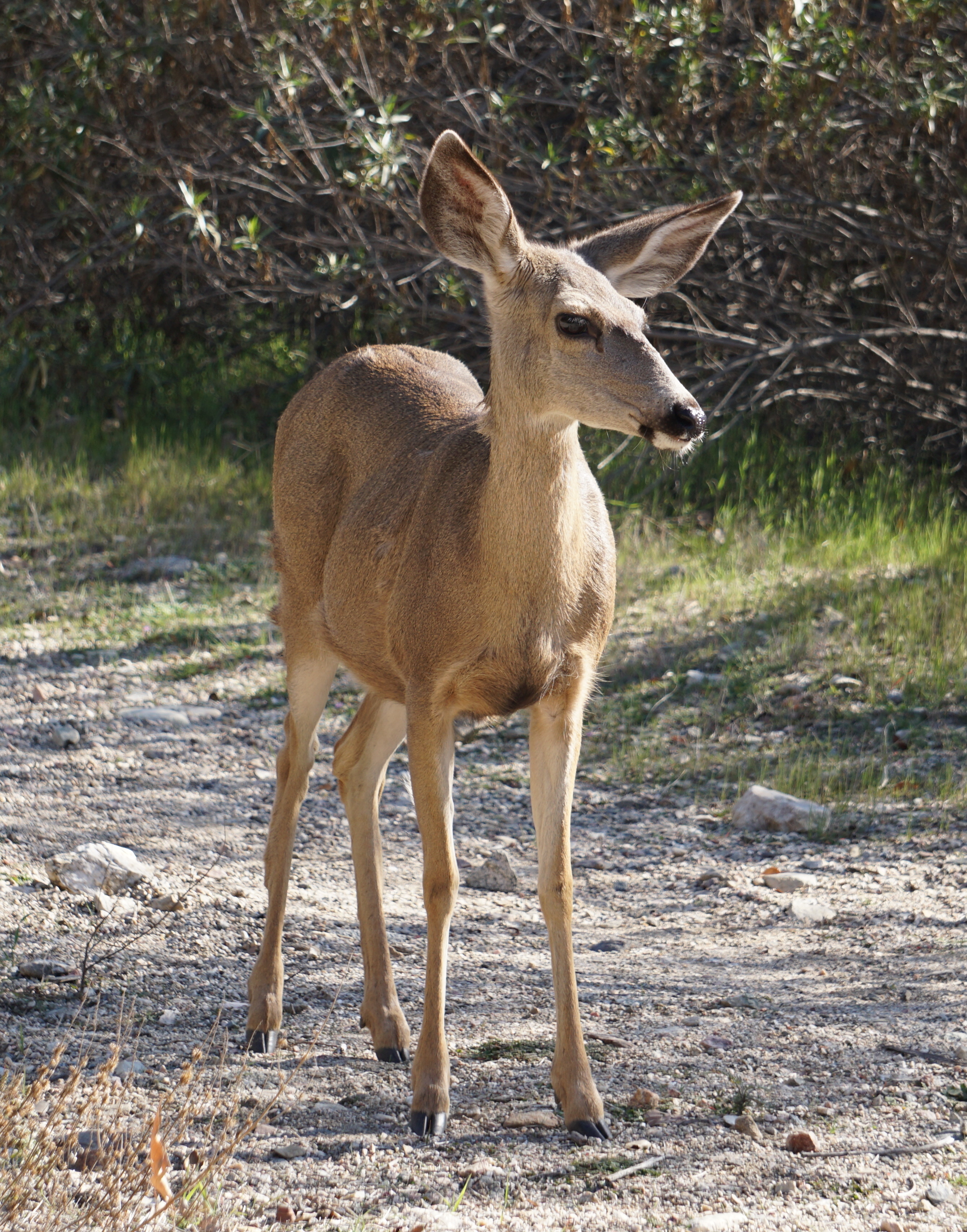 deer