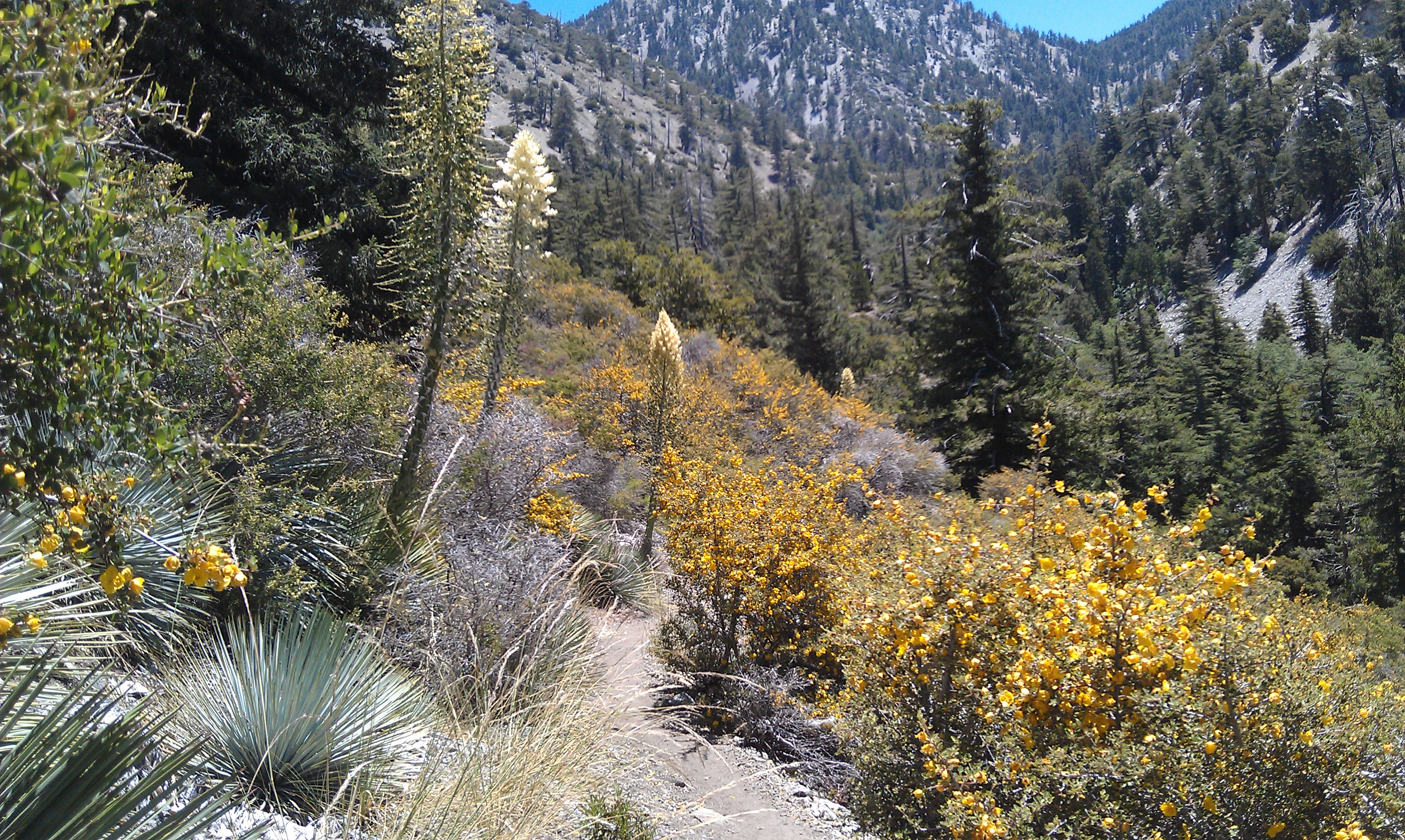 wildflowers