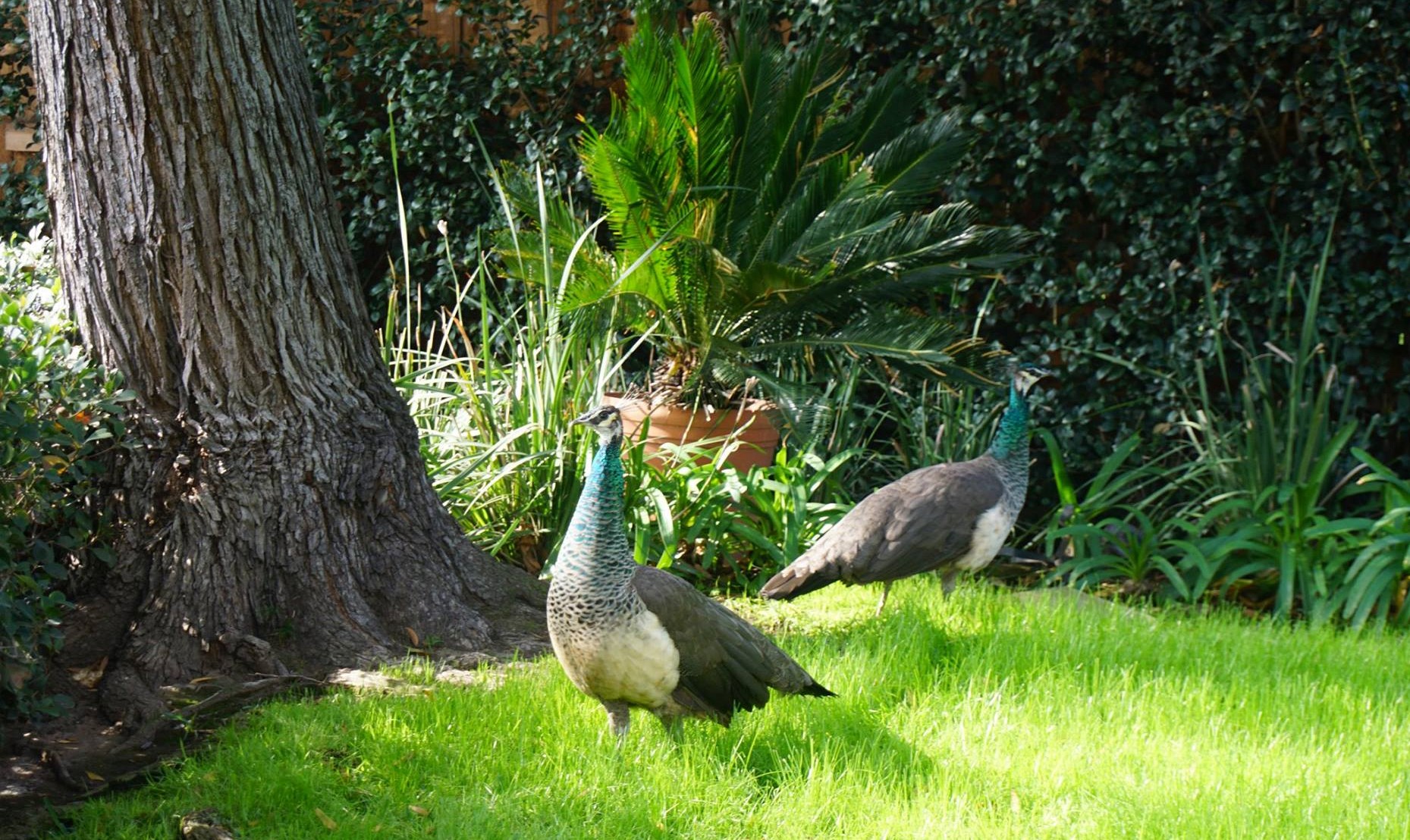peacocks