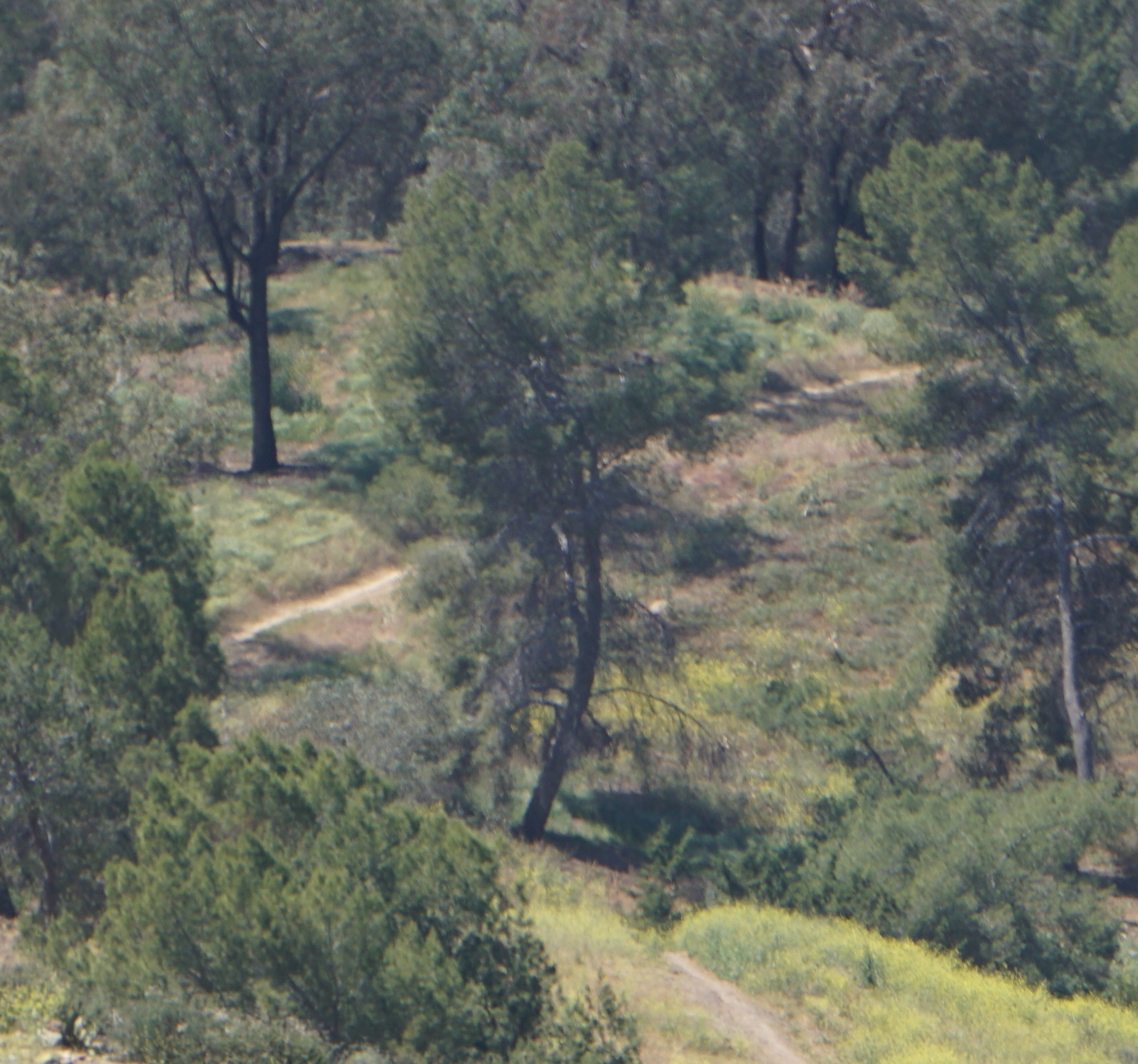trail